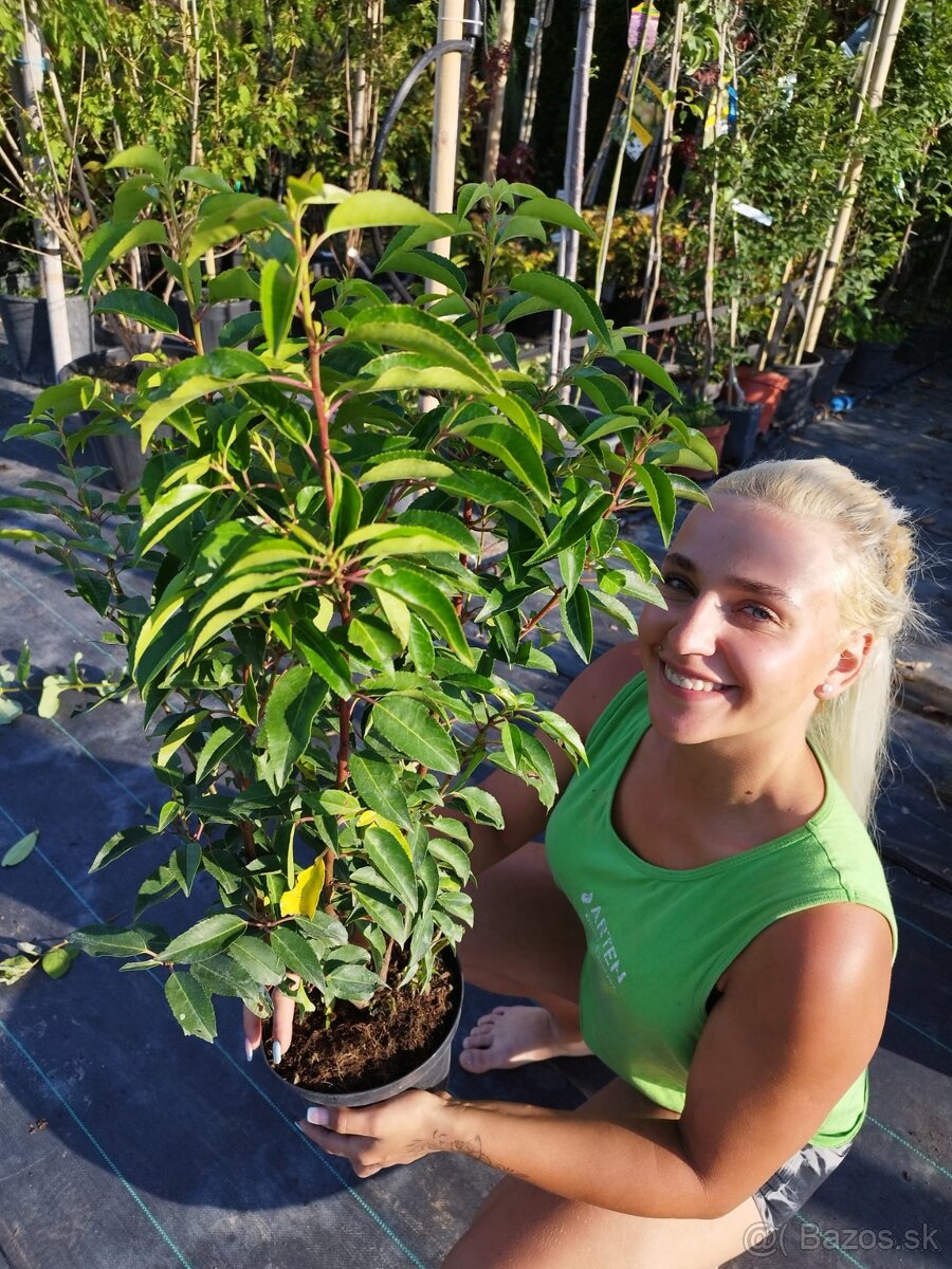 🌿 „Vavrínovce a červienky – farebný raj pre vašu záhradu“