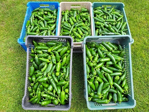 Predaj Jalapeňo čerstvých papričiek