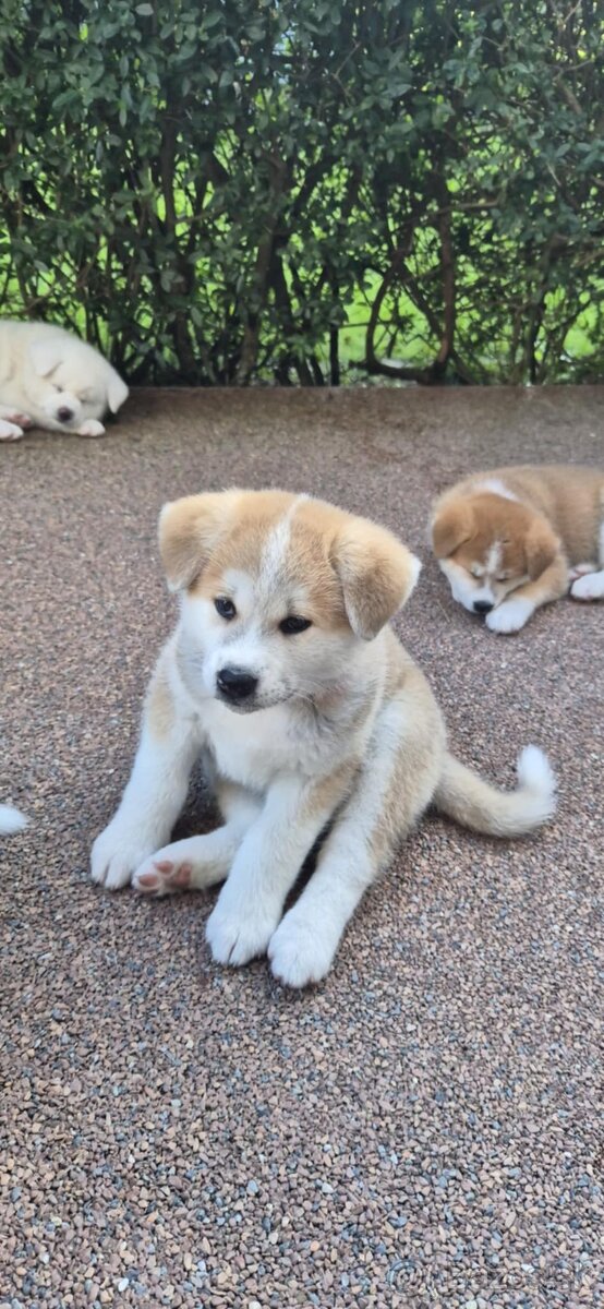 Šteniatka Akita Inu