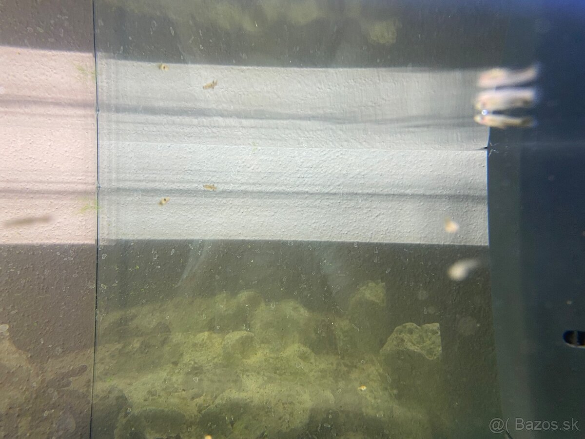 Gupky Dúhové mláďatá pohlavie neurčené