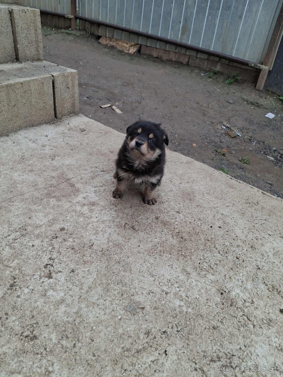 Nemecky ovčiak xHusky