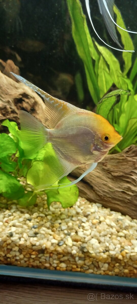 Predám / vymením akváriové ryby