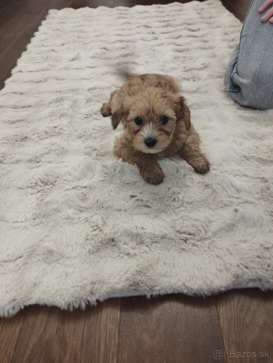 Predám Yorkshire teriér zlatý (gold)