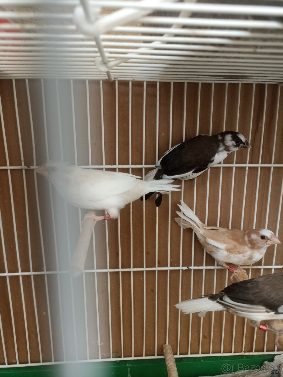 Predám mladé pestúnky
