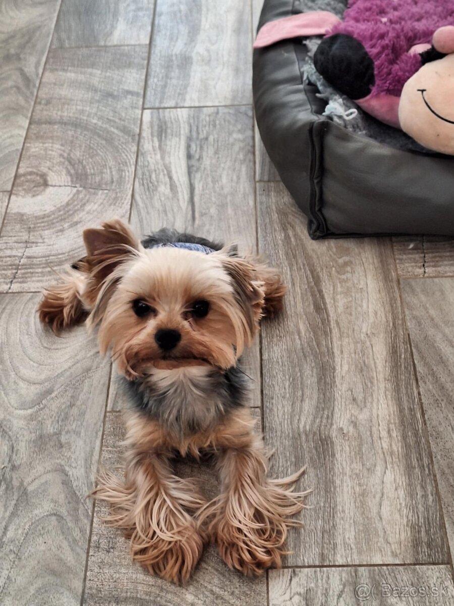 Yorkshire Terrier pes s PP