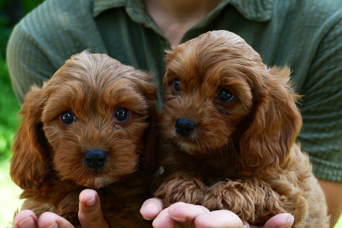 Cavapoo s doručením