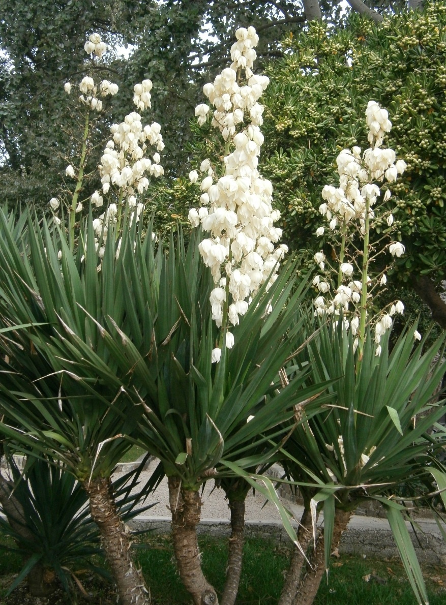 Predám sadenicu yucca gloriosa- yucca stromová