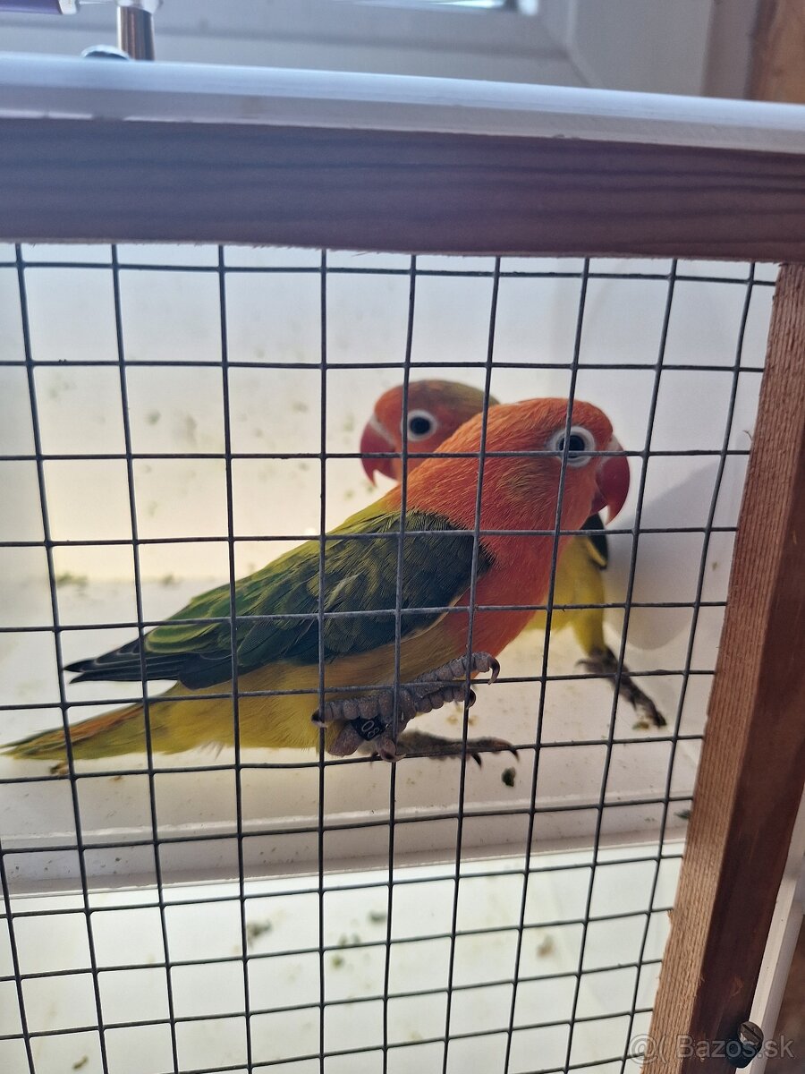 Agapornis