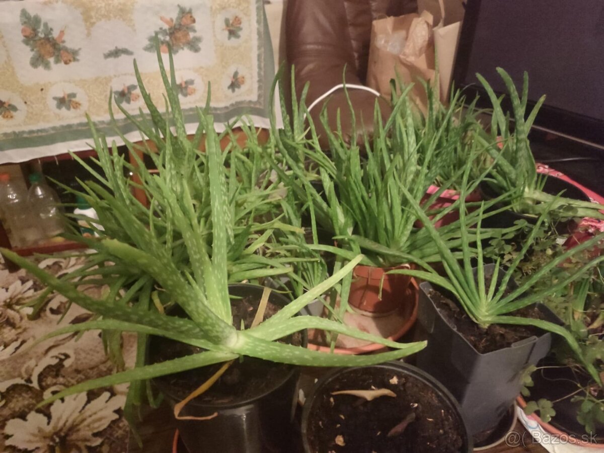 Darujem aloe vera