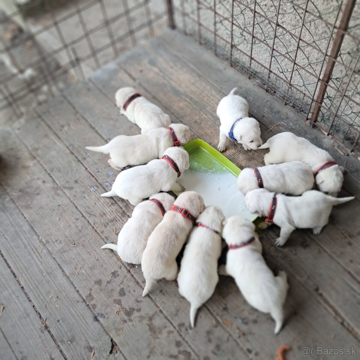 Labrador šteniatka
