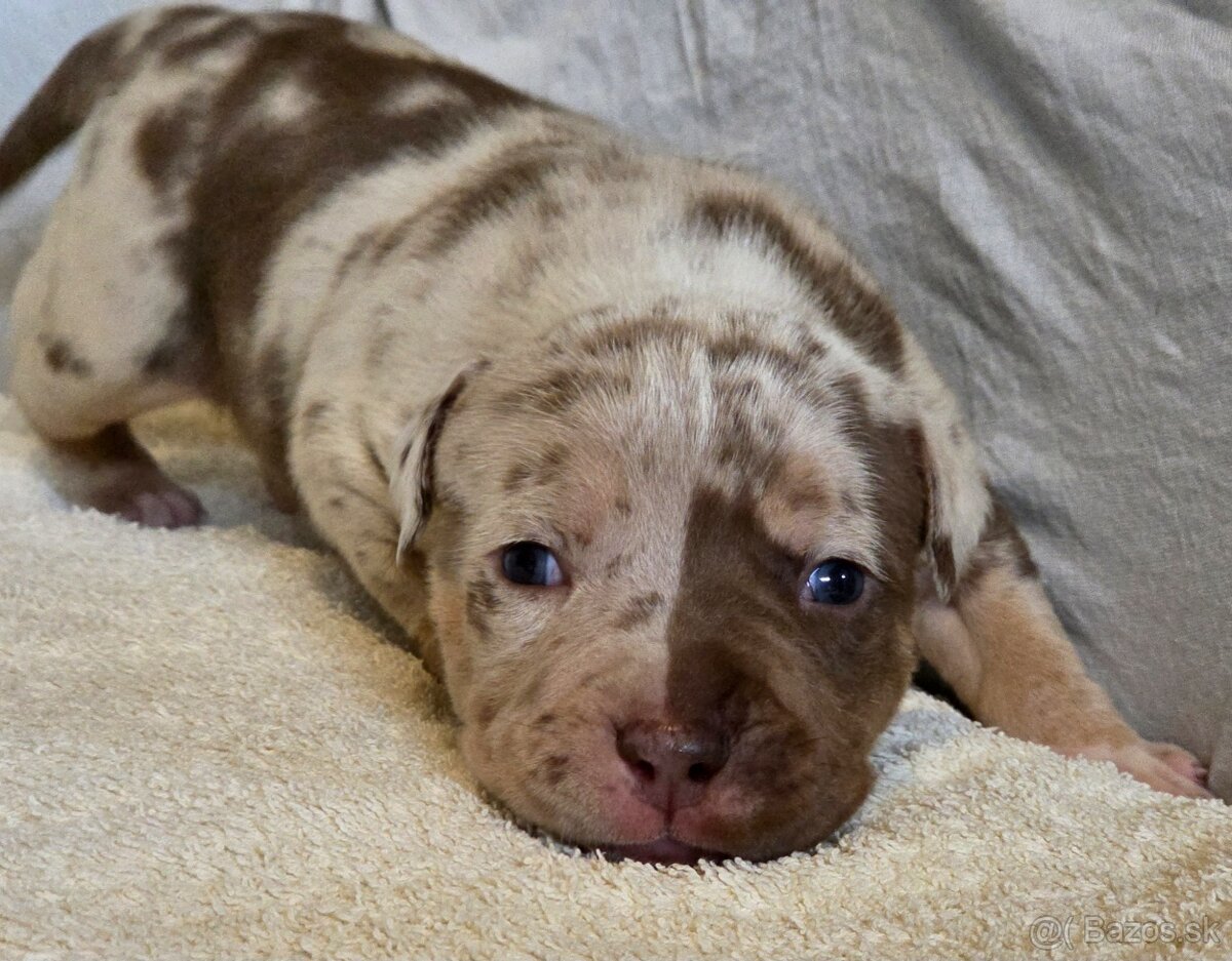 American Bully XL XXL