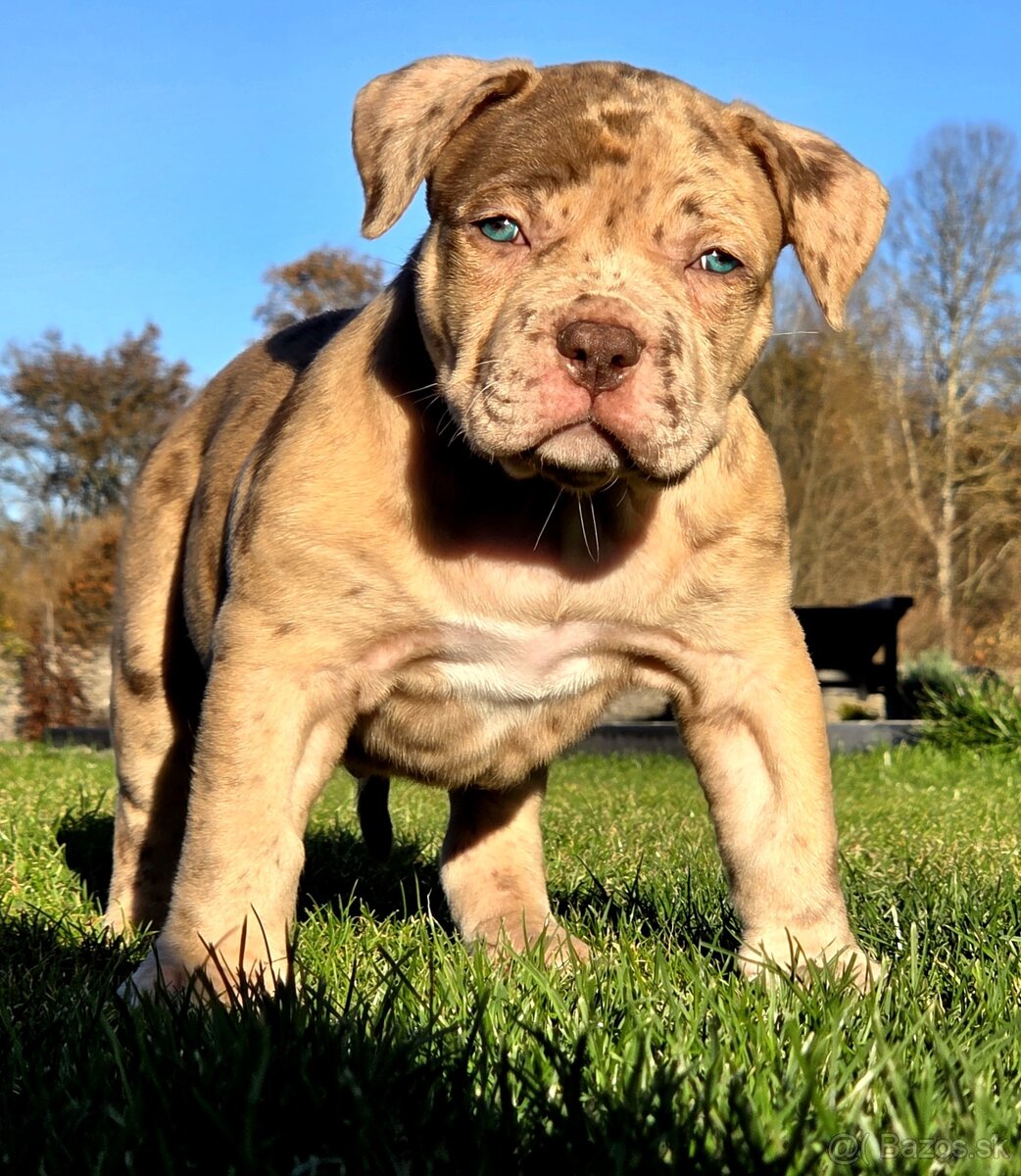 American Bully XL XXL