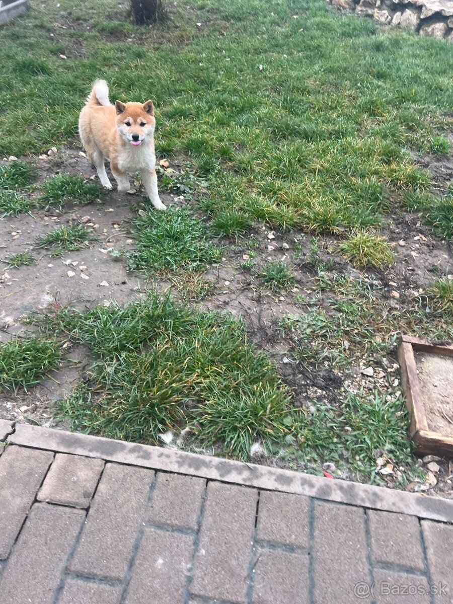 Shiba Inu