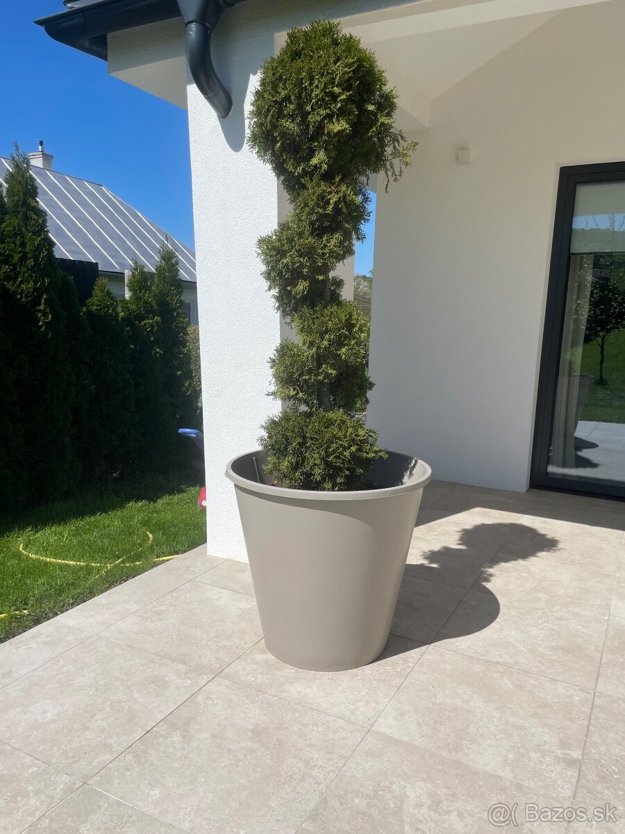 2 kusy Tuja cyprusovec Pom Pom bonsaj