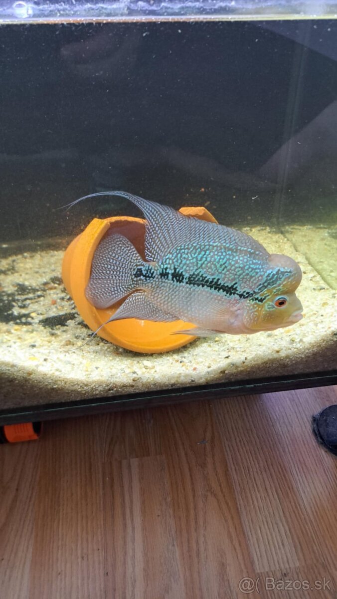 Flowerhorn