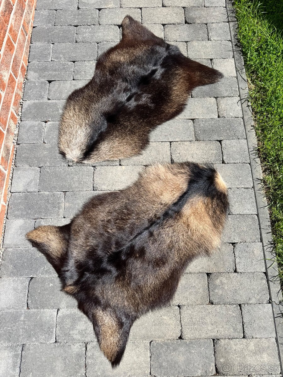Kozia kozusina prava