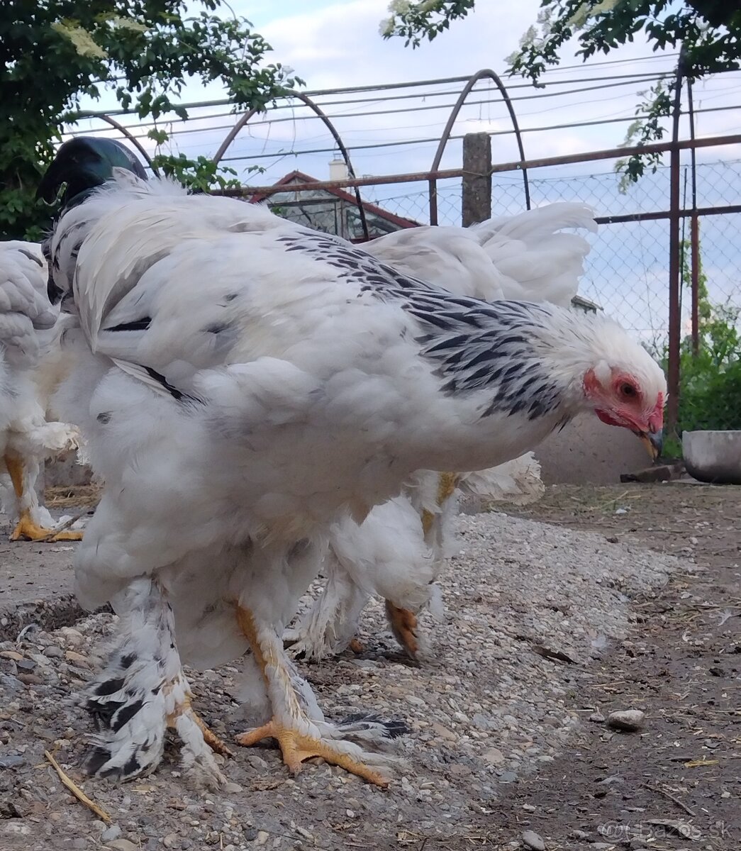 Brahman kohút