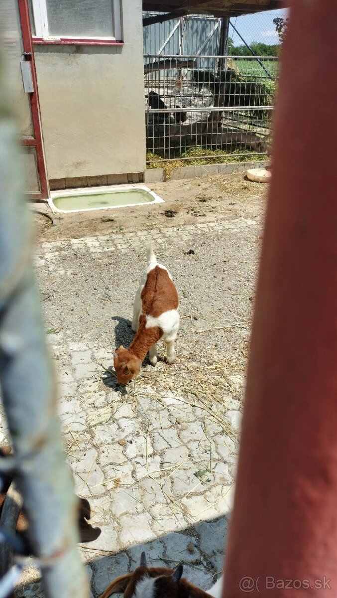 Predám capka cena dohodou