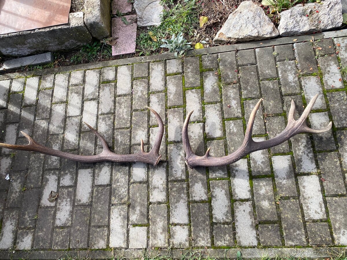 Jelenie zhody / parohy 74cm