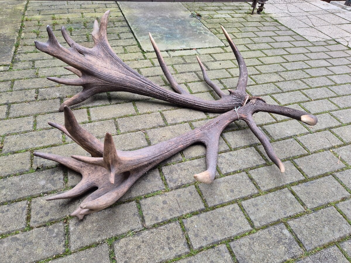 Trofej trofeje paroh parohy parozie zhody