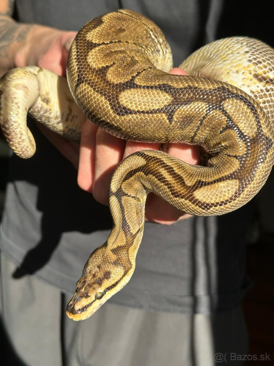 Pytón Kráľovský / Phyton Regius