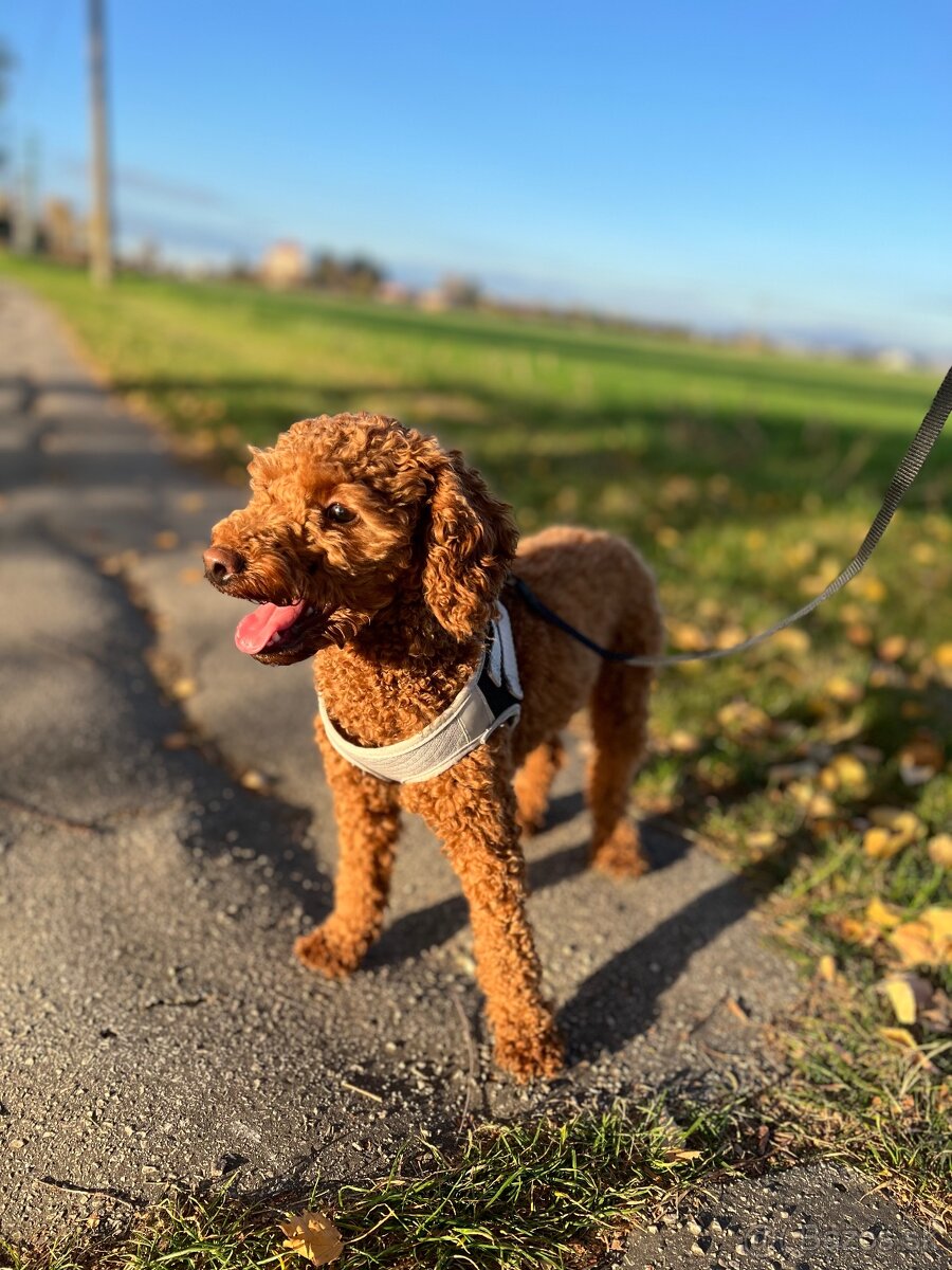 Ponúknite krytie POODLE