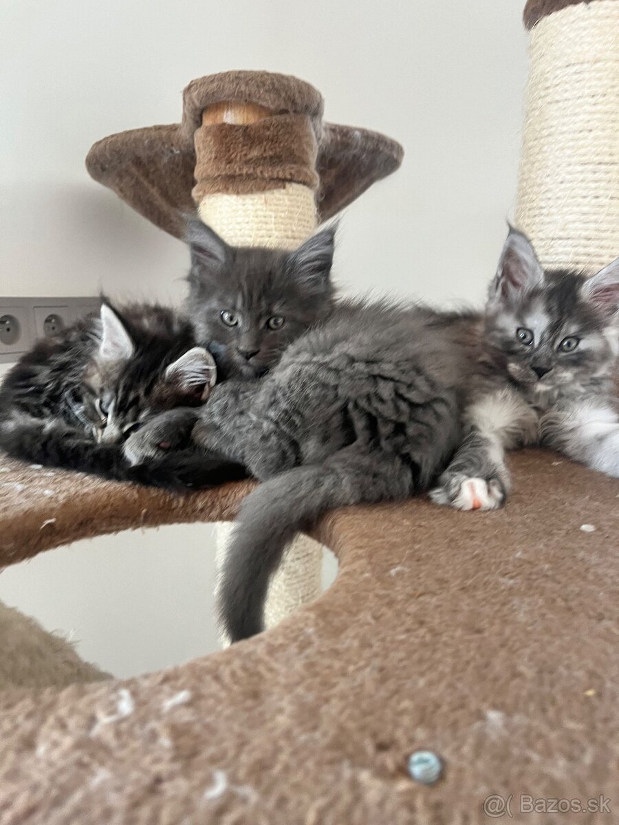 maine coon/ mainska myvalia s PP