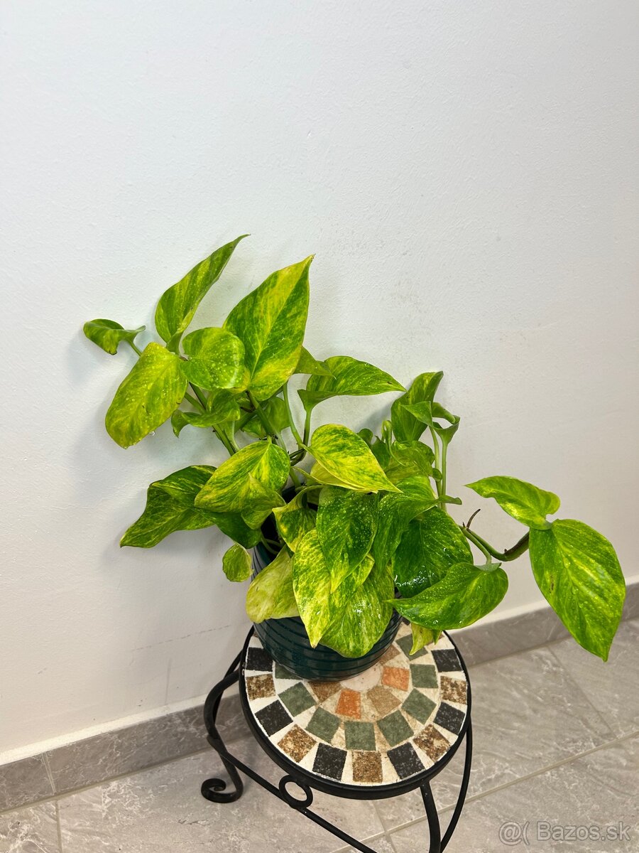 Epipremnum HiColor