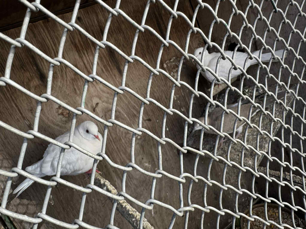 Predám/Vymením za krmivo Hrdličky