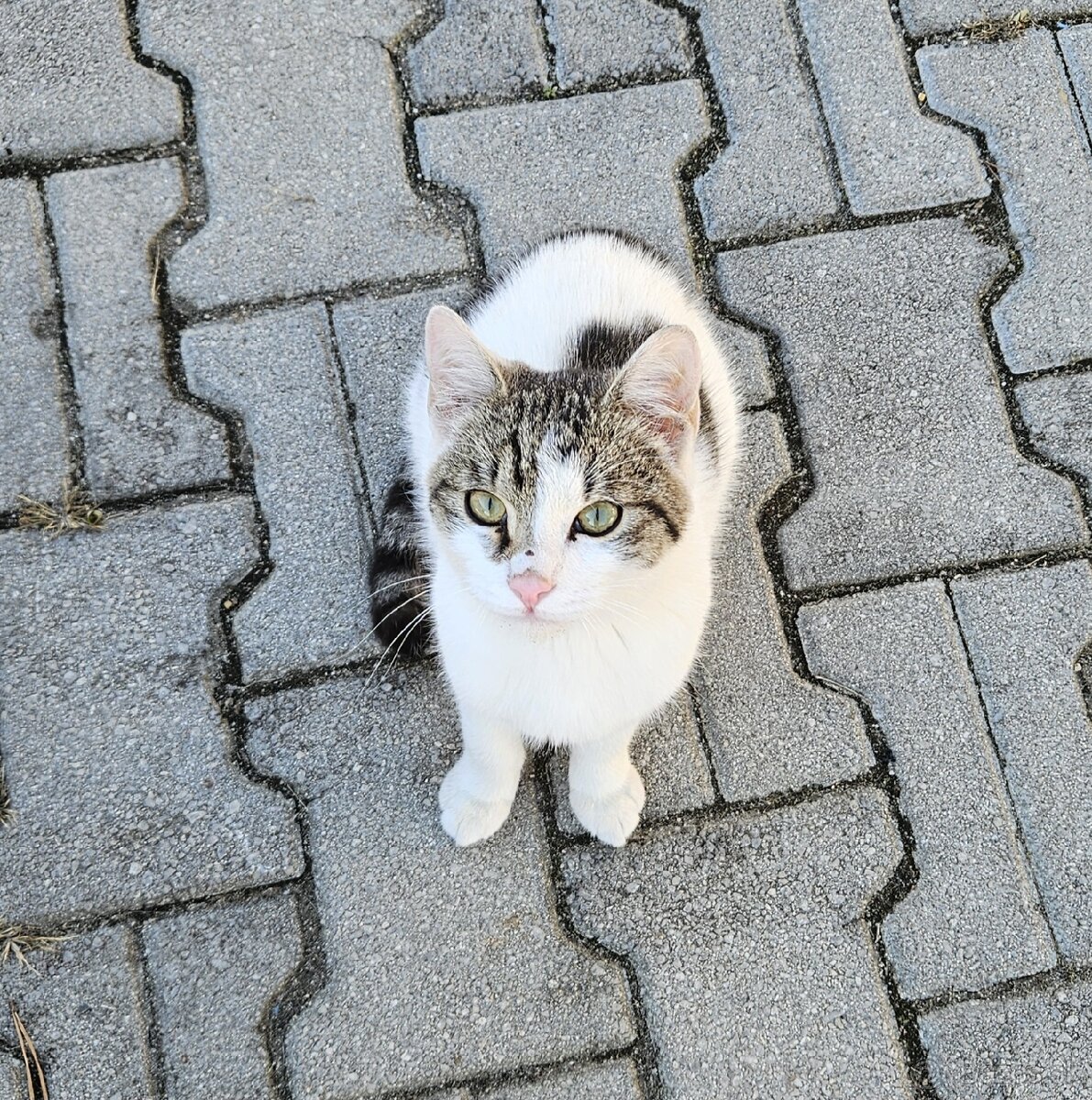 Mačky - kocúrikovia