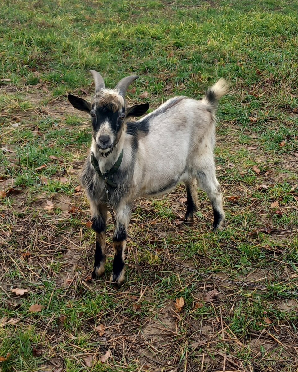 Predám kozu a capka