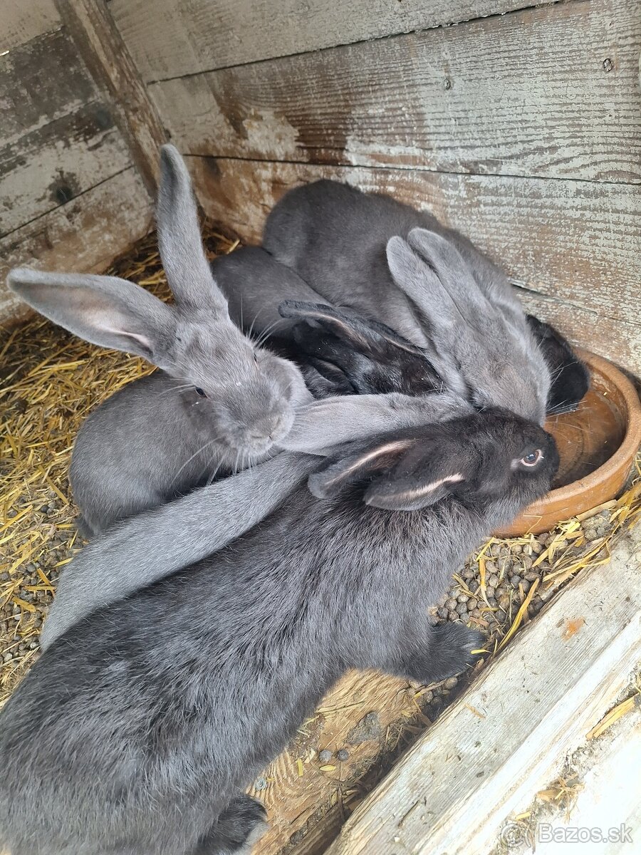 Zajace na predaj