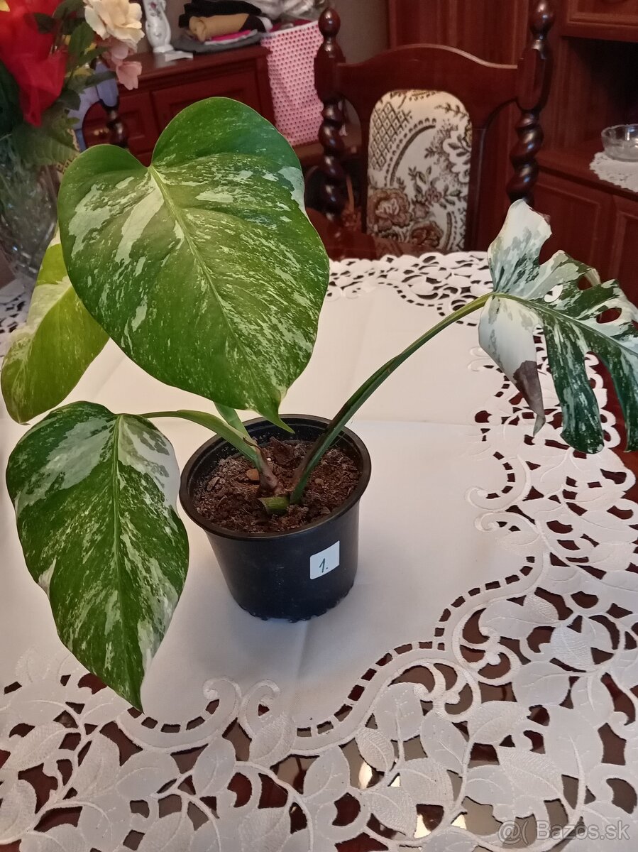 Monstera variegata