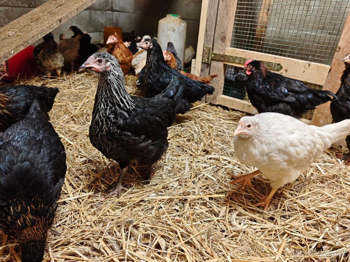 Kuričky, mládky nosnice, znáškový mix