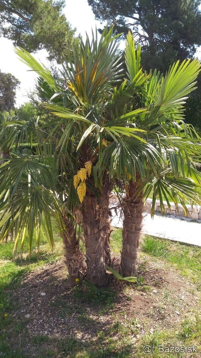 2,5 ročné sadenice Trachycarpus Fortunei