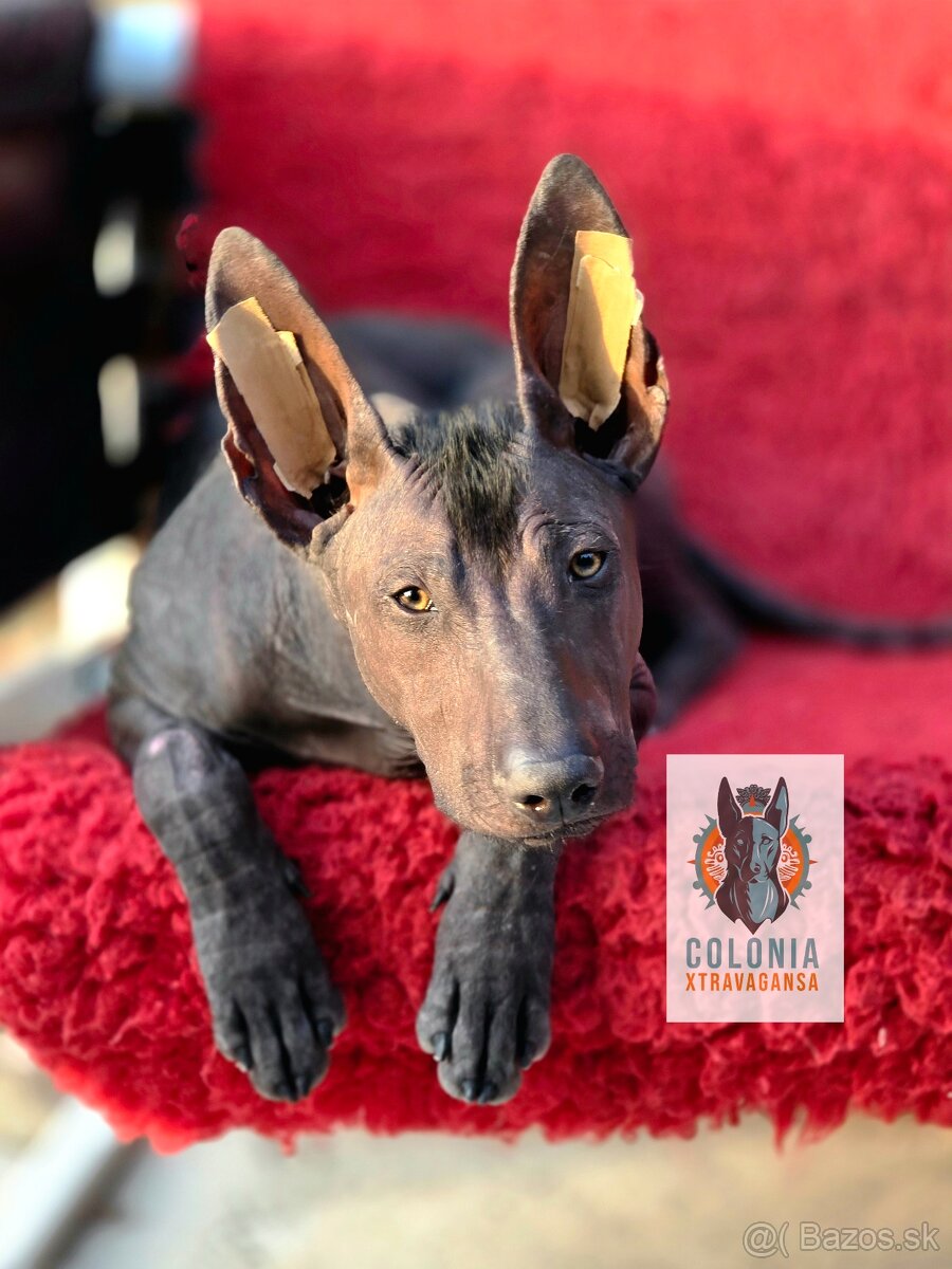 Xoloitzcuintle standard