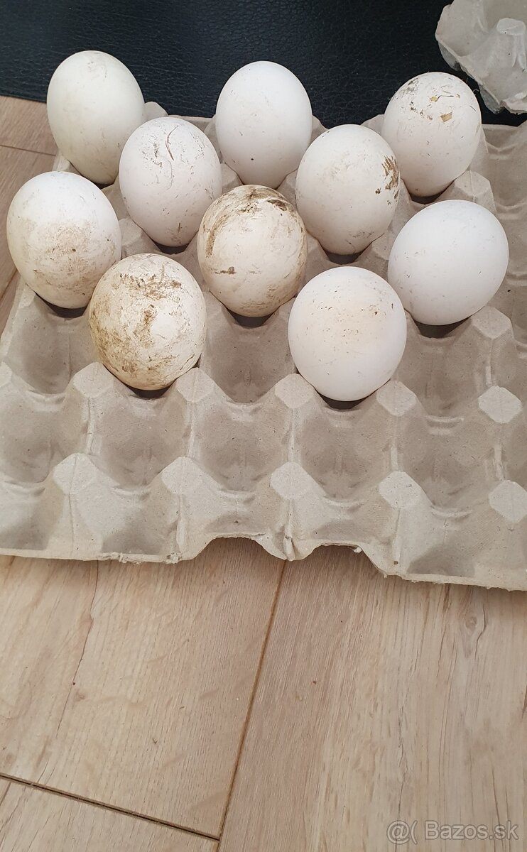 Hus labutia, hus, husy, husata