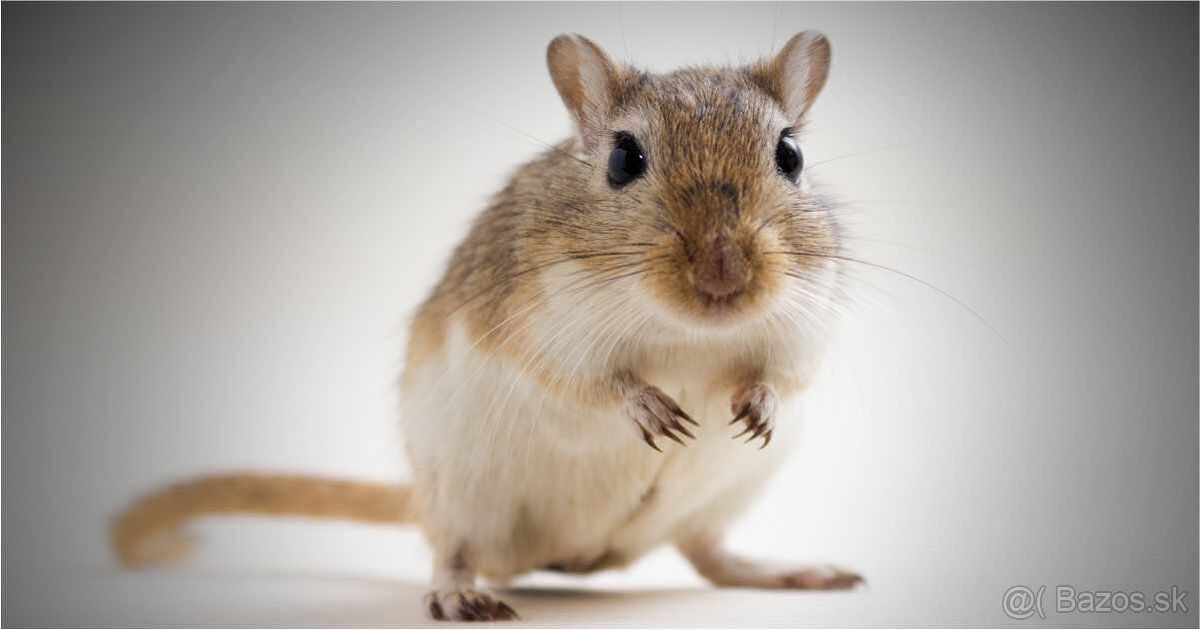 Predám mláďatá pieskomilov