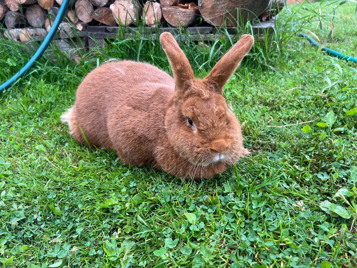 Králik