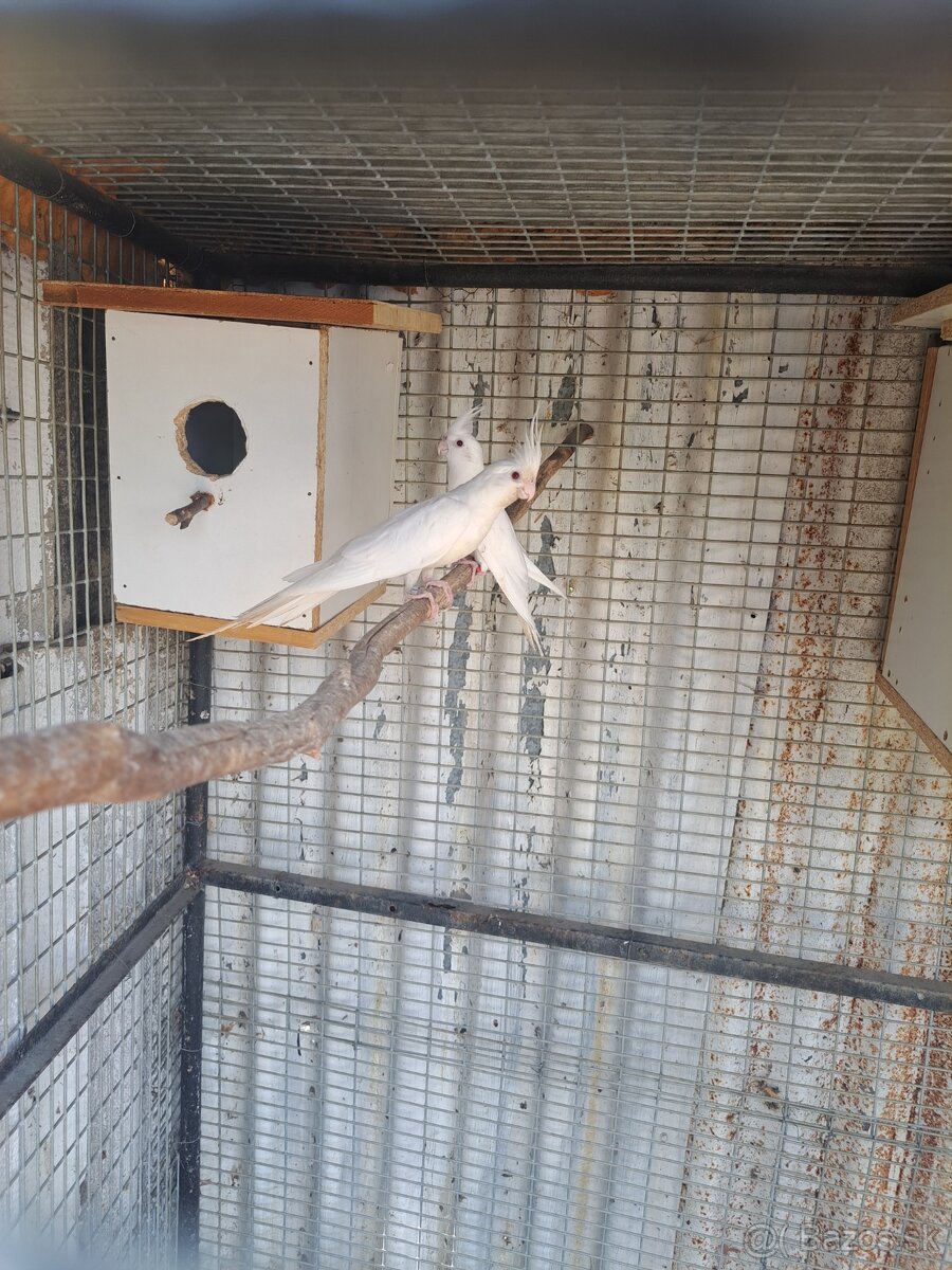 Korela albino