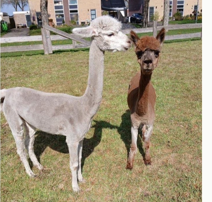 2 samice alpaky
