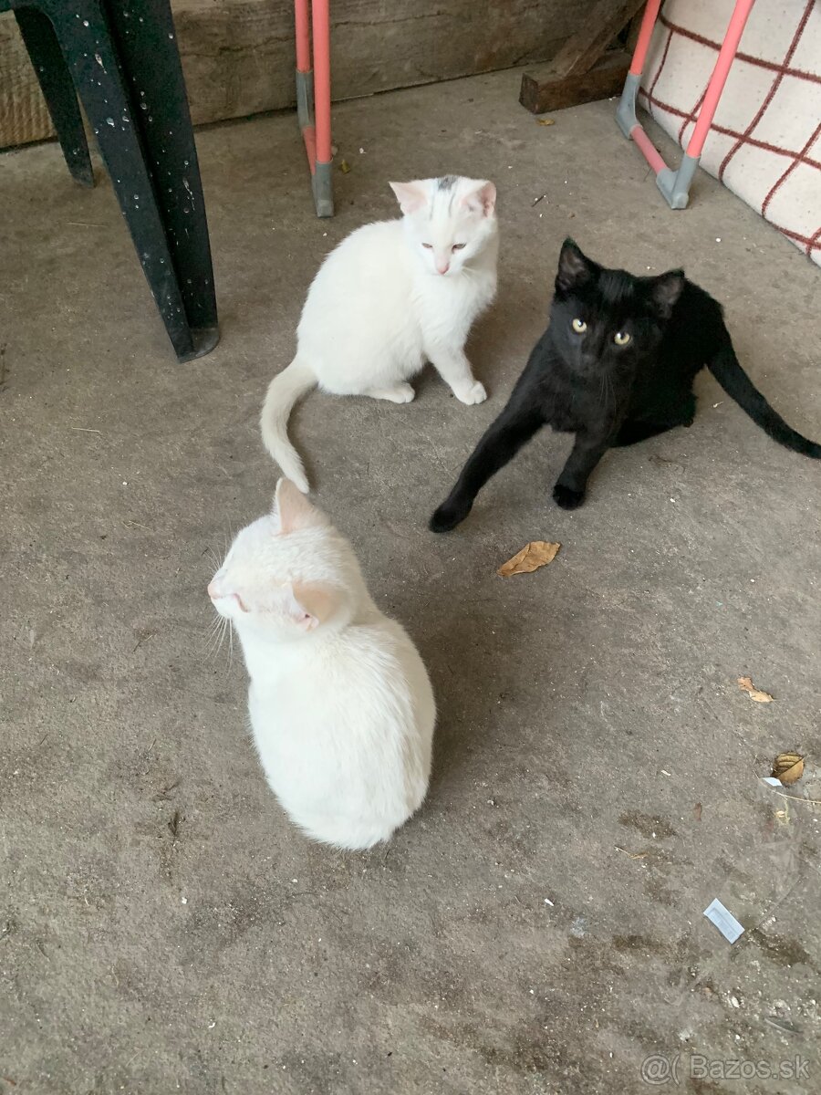 Roztomilé mačiatka