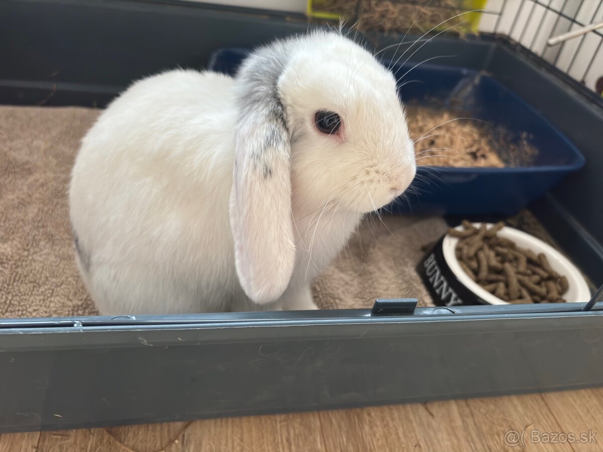 Kralik- Barancek samicka