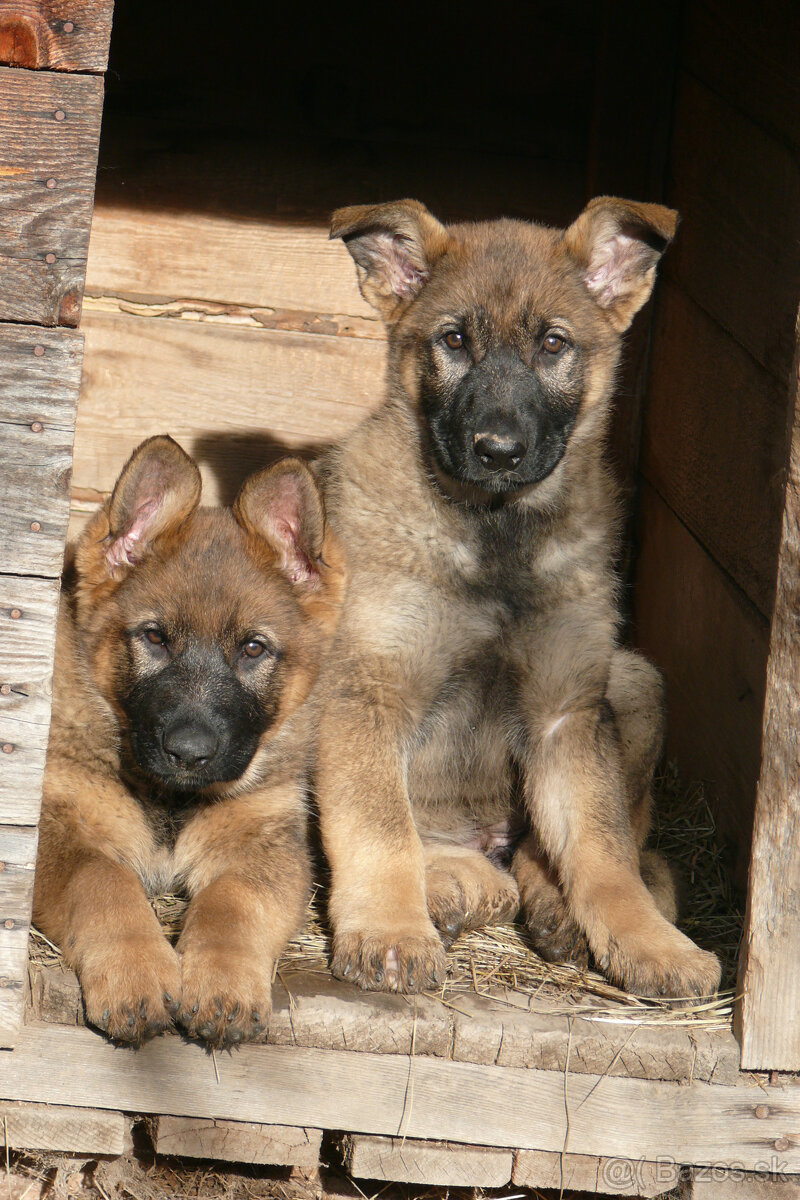 Šteniatka Nemeckého ovčiaka s PP- pracovné
