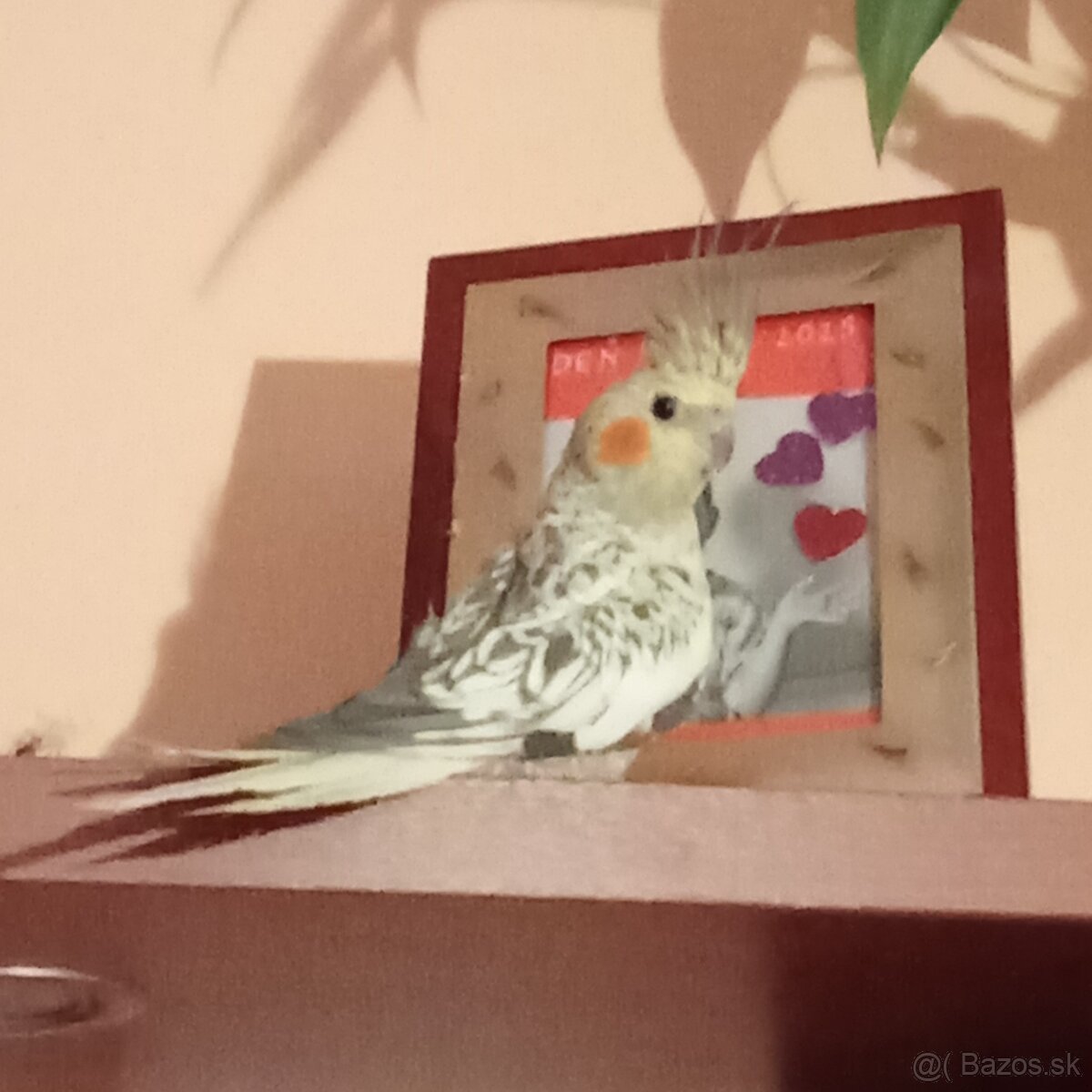 Korely perlove pár /ručne dokrmena