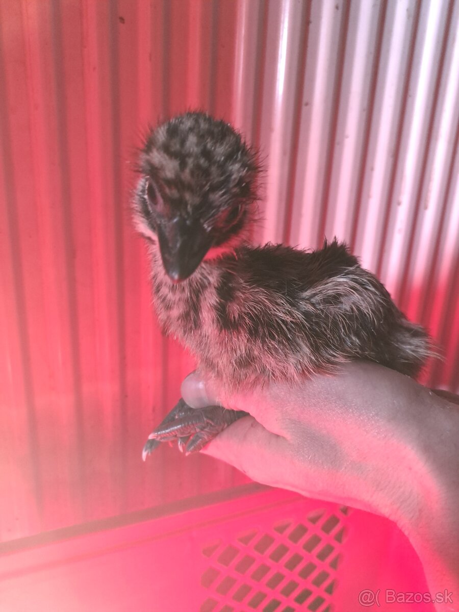 Emu,pštros emu