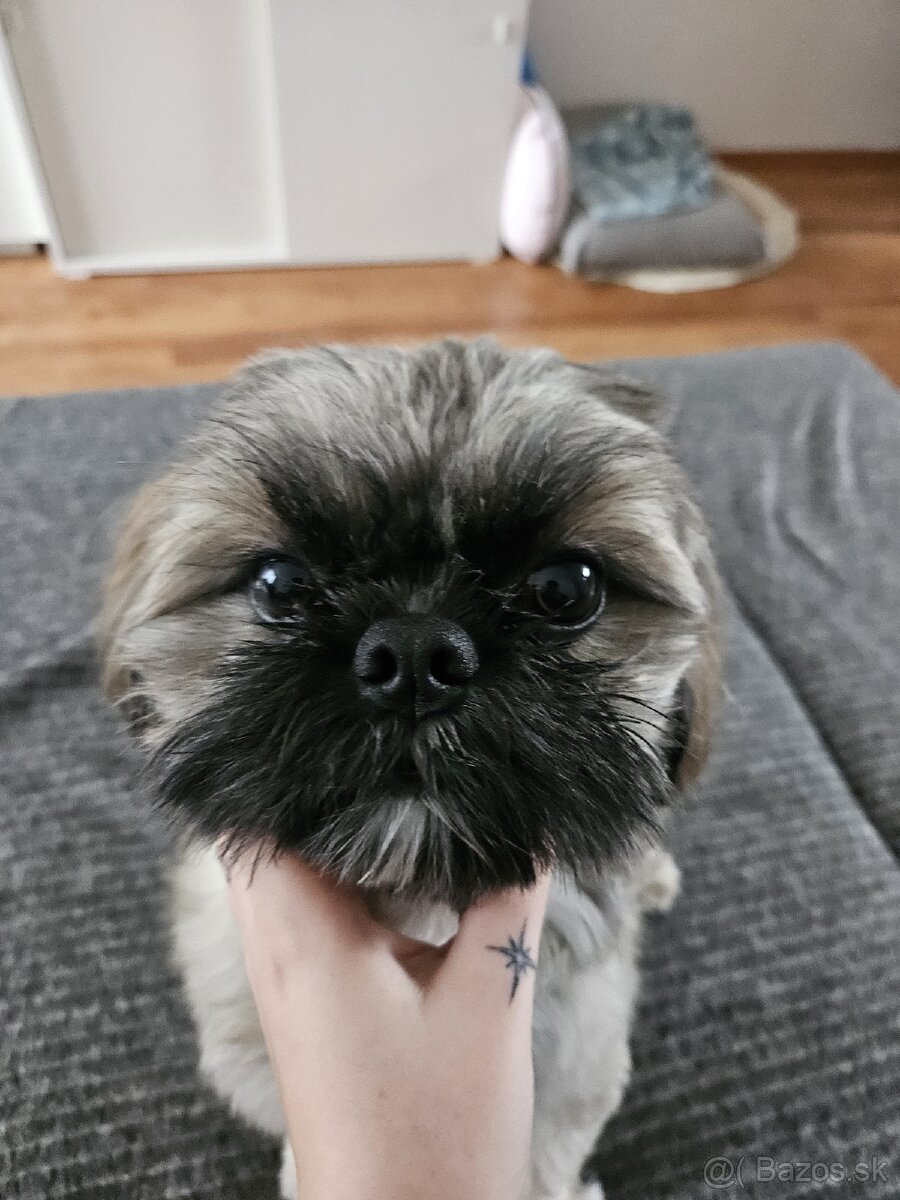 Krytie - Shih tzu