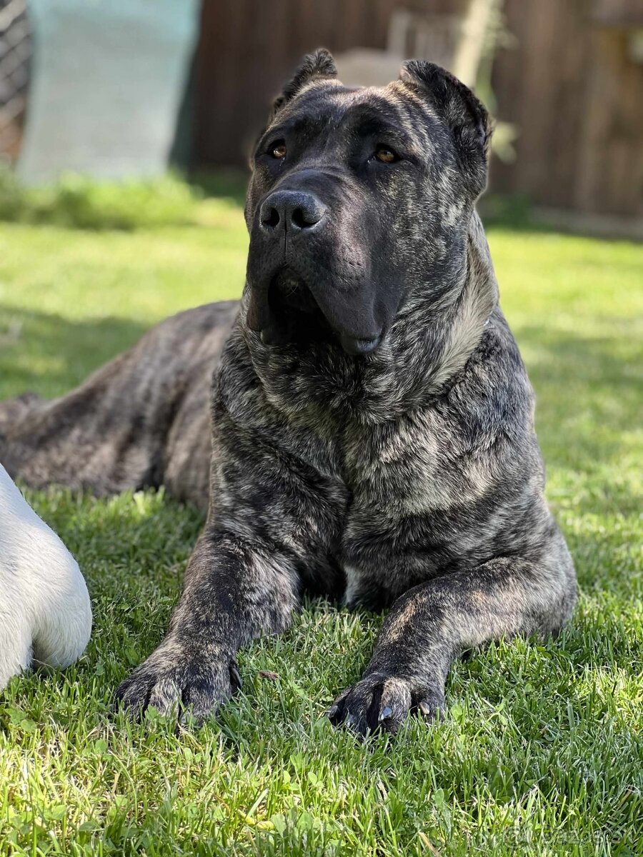 Darujem presa canario kanarska doga
