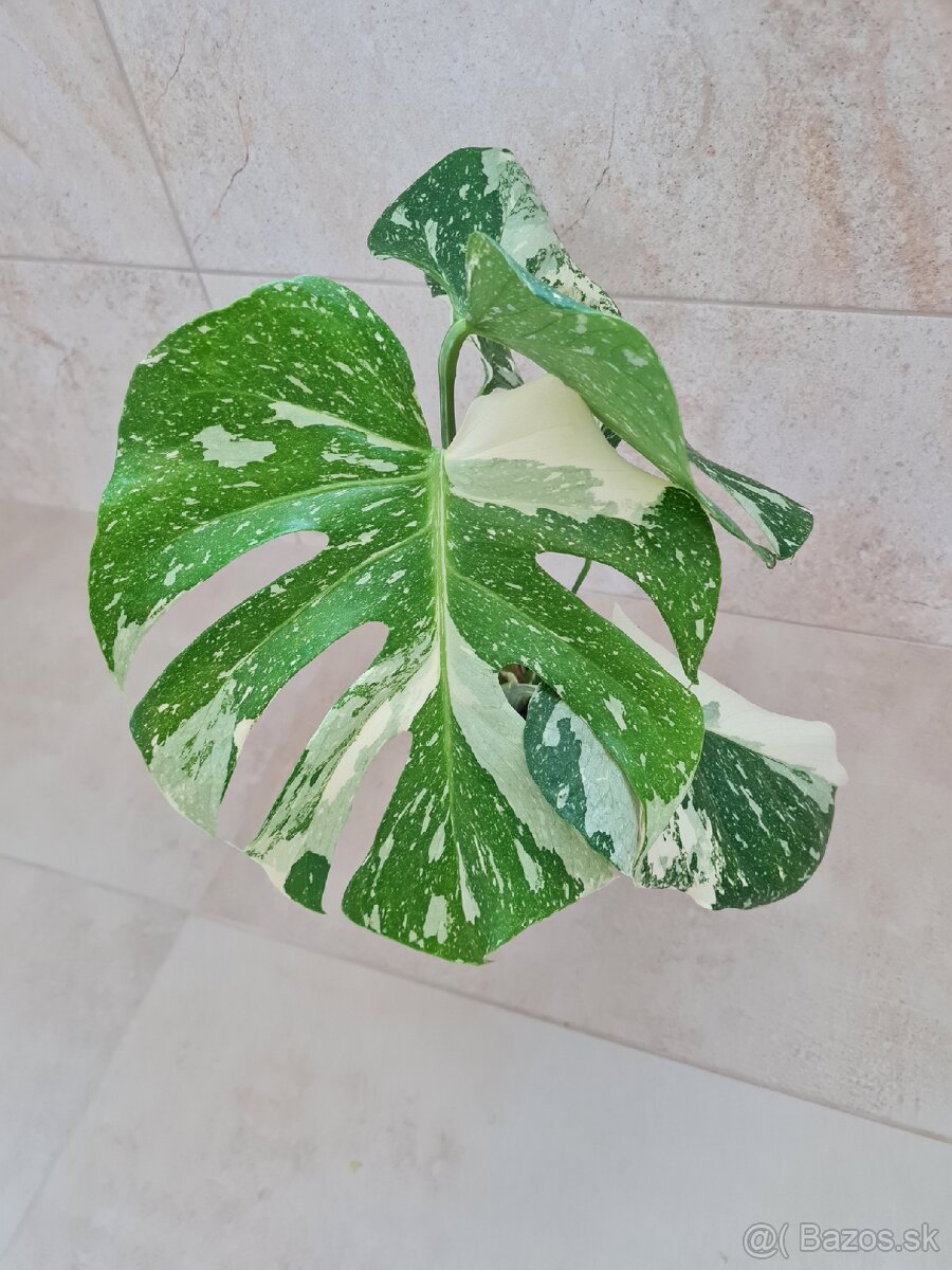 Monstera THAI constellation