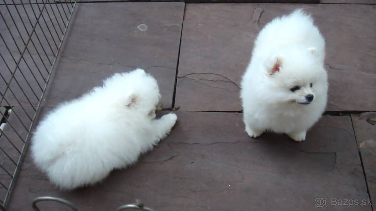 Šteniatka pomeraniana